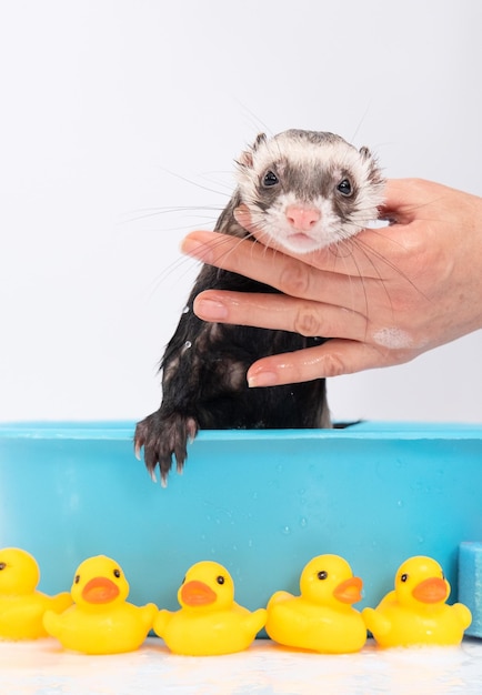 Ferret polecatplay wash in water with rubber duck on a white background