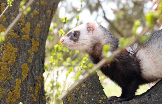 A ferret sits on the tree summer