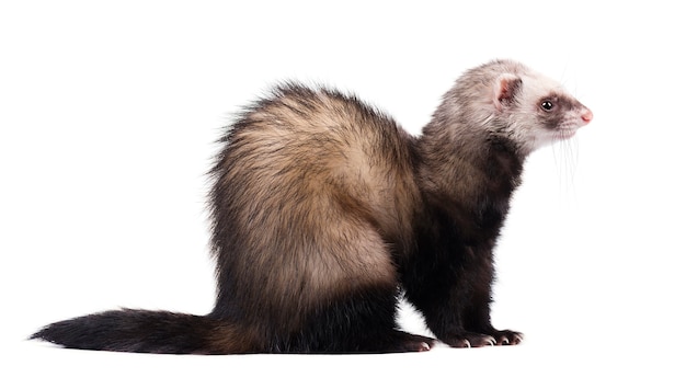 Ferret sitting and looking away isolated on white .