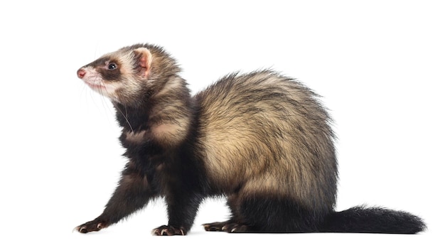 Ferret sitting and looking left isolated on white