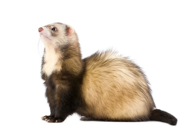 Ferret on a white isolated