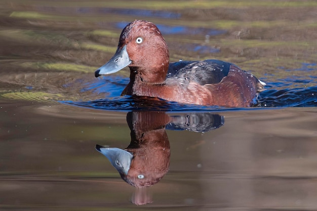 Ferruginous duck Aythya nyroca Malaga Spain