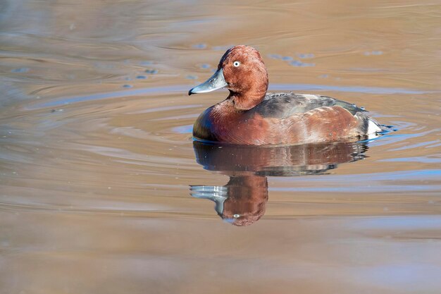 Ferruginous duck Aythya nyroca Malaga Spain