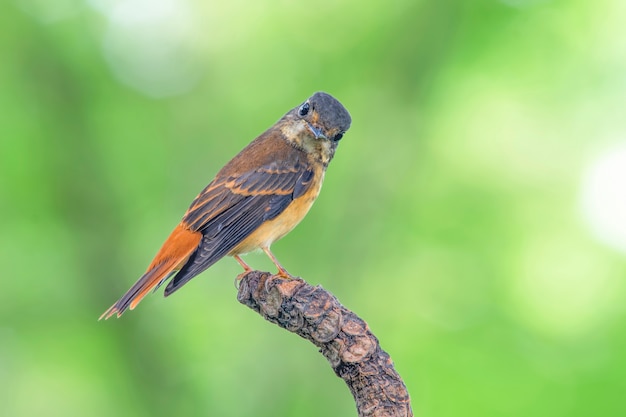 Ferruginous Flycatcher