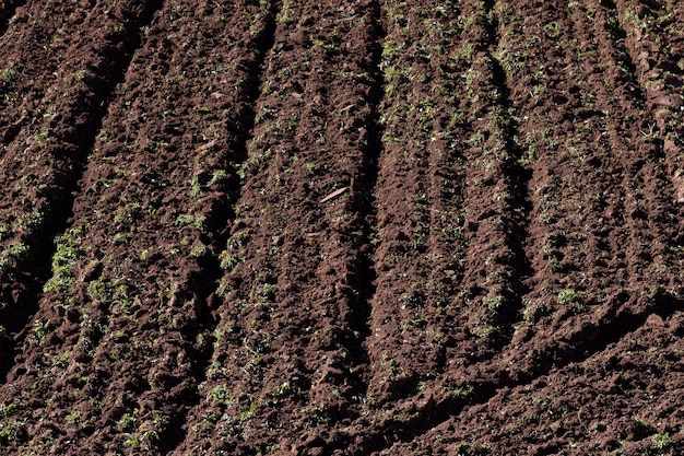 Fertile plowed agriculture field