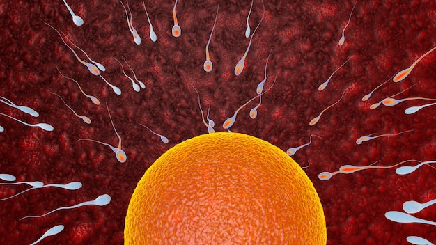 Fertilization is the fusion of haploid gametes egg and sperm Concept Fertilization and Implantation 3D rendering illustration