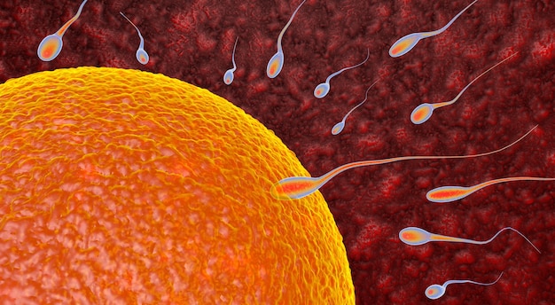 Fertilization is the fusion of haploid gametes egg and sperm