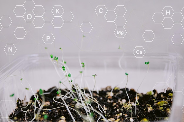 Fertilization and the role of nutrients in plant life with digital mineral nutrients Seedlings are exuberant from abundant loamy soils Recycled Plastic Container Gardening