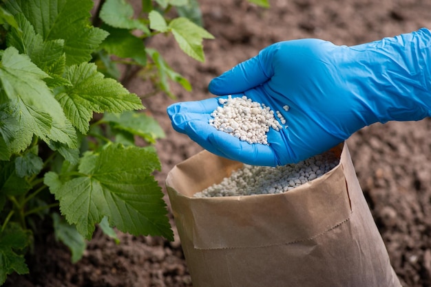 Fertilizing bushes of currant with granulated fertilizer Hand in glove holds some fertilizer