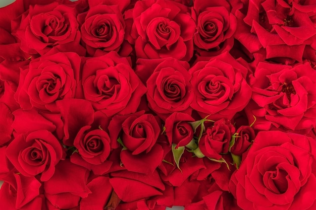 Festive background from many buds of red roses