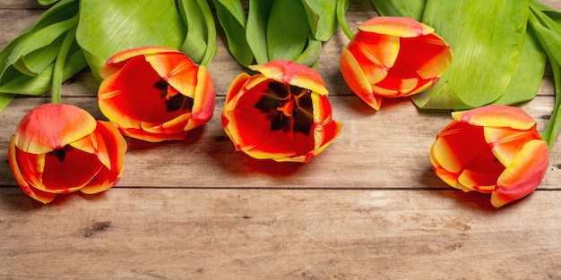 A festive bouquet of fresh tulips on a vintage wooden table