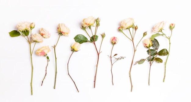 Festive flower composition on the white background Overhead view