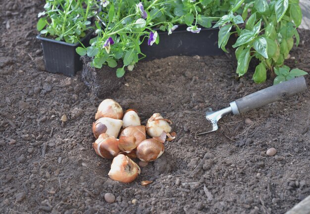 Few bulbs of tuliips on the soil with viola flowers to plant in the garden