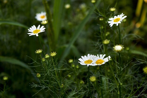 A few flowers of a small white daisy Floral chamomile green background