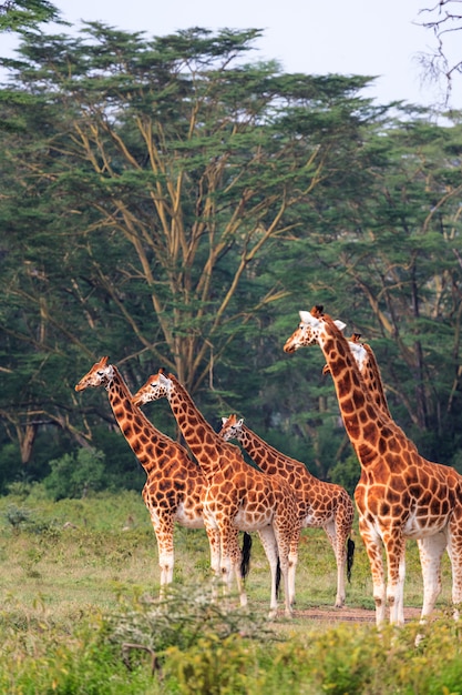 Few giraffes in Nakuru park