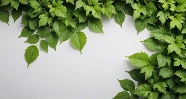 a few green leaves of a plant with a white background