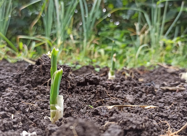 A few plants are growing in the soil and the grass is green.