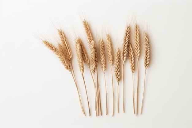 A few wheat stalks on a white background