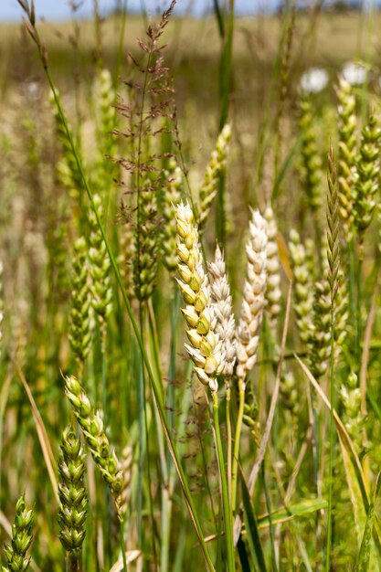 Few white spikes of ripe wheat