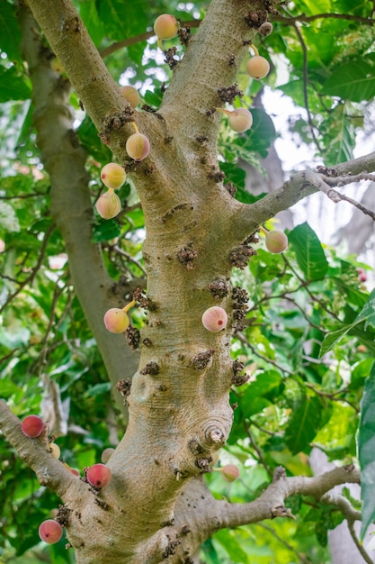 Ficus aspera with fruits