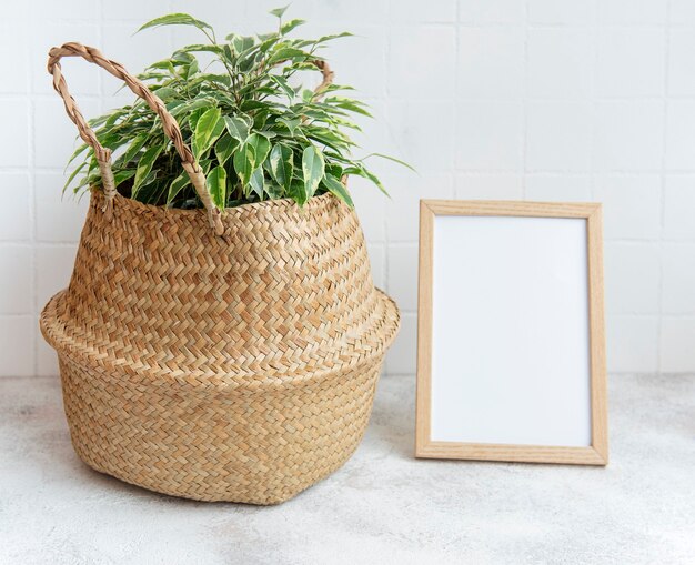 Ficus benjamin  and mock up poster frame on the table