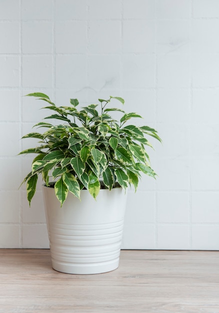 Ficus benjamin on the table, house plants