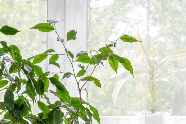 ficus benjamina by the window in living room with transparent curtains