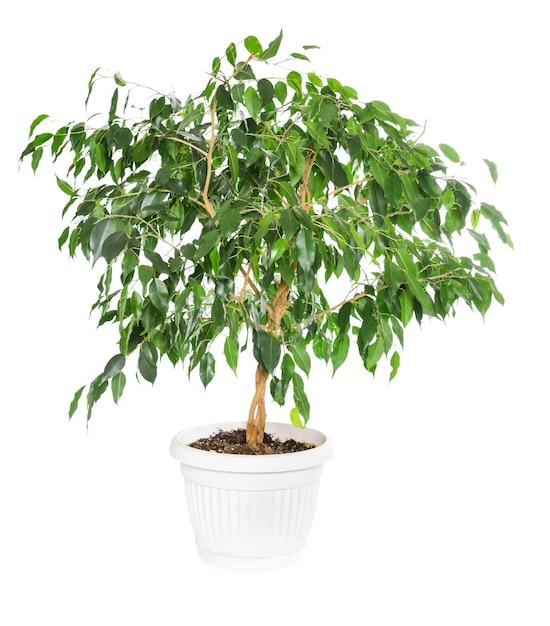 Ficus benjamina in flowerpot isolated on white background