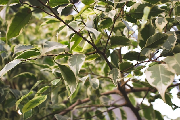 Ficus benjamina twilight Green tropical leaves