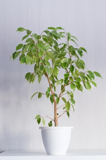 Ficus Benjiamina variegata in home