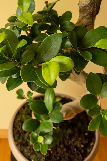 Ficus Ginseng Bonsai tree in plastic pot Ficus microphylla Ginseng Home plant