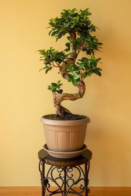 Ficus Ginseng Bonsai tree in pot Ficus microphylla Ginseng Home plant