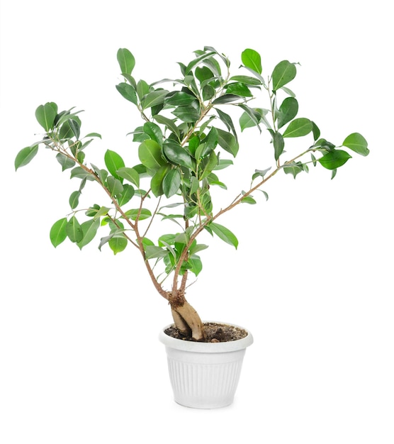 Ficus ginseng in pot isolated on white background