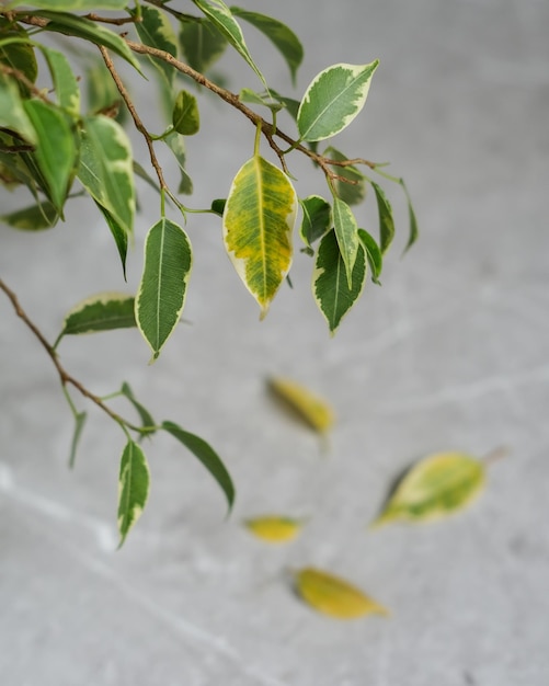 Ficus leaves are turning yellow Ficus diseases Popular houseplant Ficus