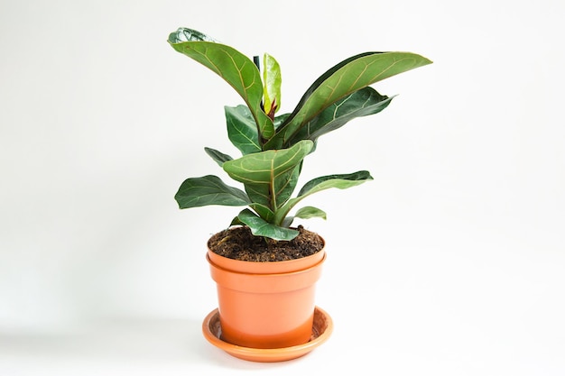 Ficus lirata bambino in a pot on a white background Growing potted house plants green home decor care and cultivation