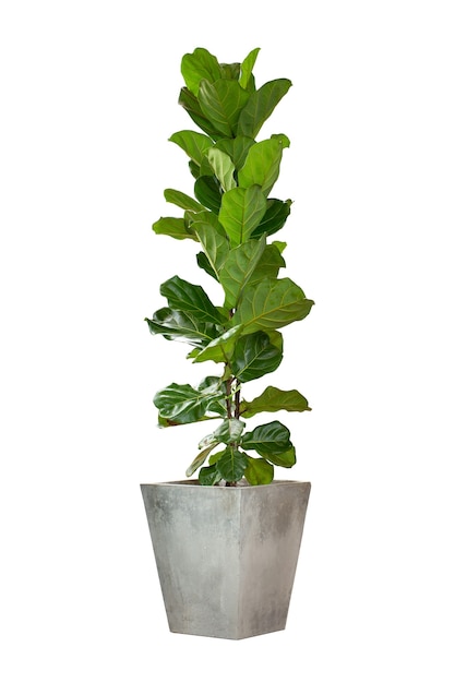 Ficus lyrata in pot isolated on white background