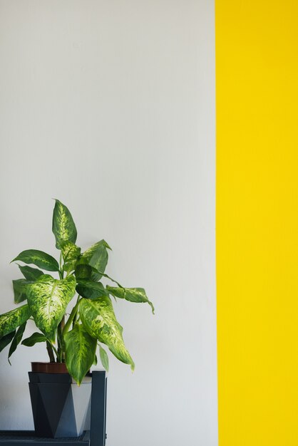 Photo ficus plant rubber tree on a light background gray wall at home interior close up vertical shot