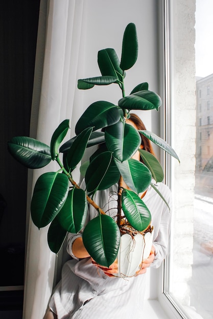 Ficus in a pot home breeding of flowers hobby