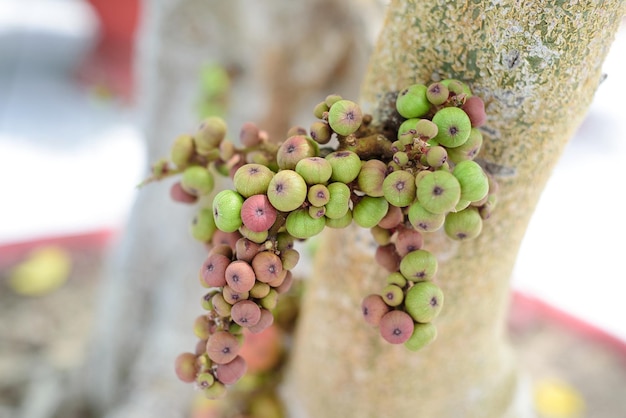 Ficus racemosa or the cluster fig, red river fig