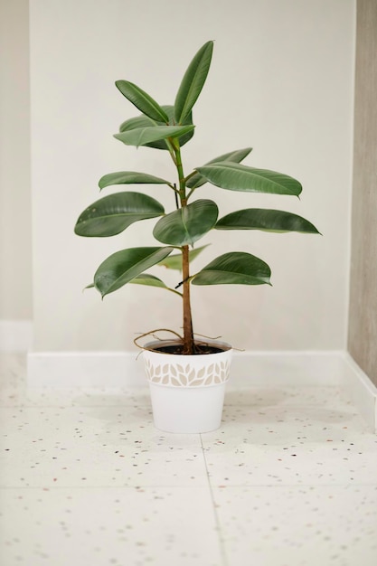 Ficus rubbery in a white pot against a white wall. Ficus rubbery elastic in a white pot.