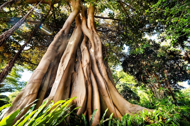 Ficus tree in a park in Puerto de la Cruz. Northern Tenerife, Canary Islands, Spain.