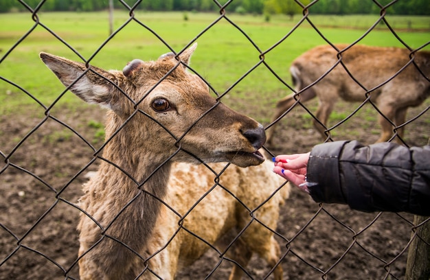 Fidding deer near the fence