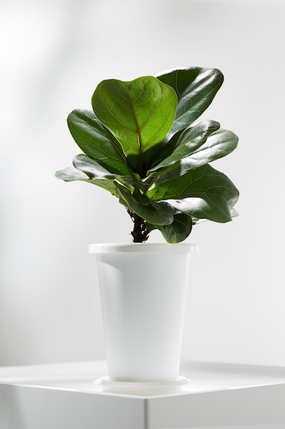 Fiddle fig or Ficus lyrata in white plastic pot on white table