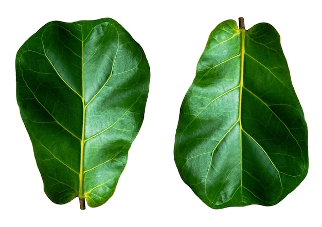 Fiddle leaf fig on white background