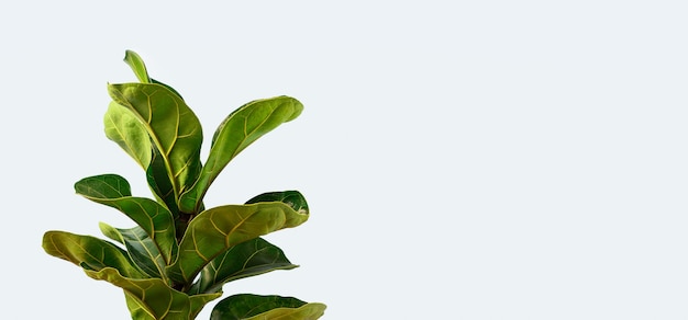 A Fiddle Leaf Fig with copy space