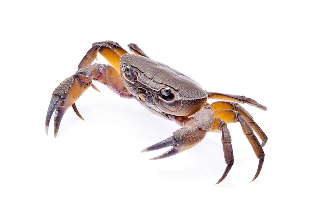 Fiddler crab isolated on white background