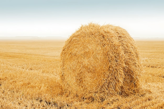 Field after harvest, Big round bales of straw.