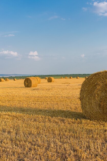 Field after harvest Big round bales of straw