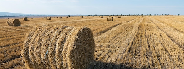 Field after harvest in the morning Large bales of hay in a wheat field