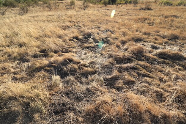 field after harvest only dry yellow twigs remained